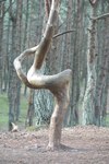 Reserve “Kurshskaya Kosa”, Dancing Wood Reserve “Kurshskaya Kosa”, Dancing Wood